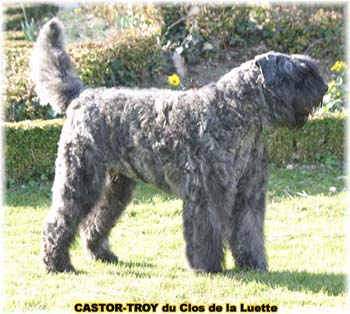 bouvier des flandres du clos de la luette - copyright déposé